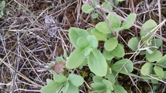 Hylotelephium spectabile