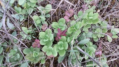 Hylotelephium spectabile