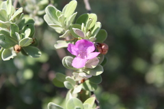 Leucophyllum frutescens