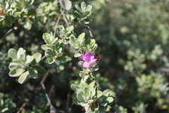 Leucophyllum frutescens