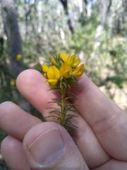 Phyllota phylicoides