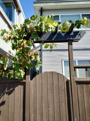 Vitis vinifera