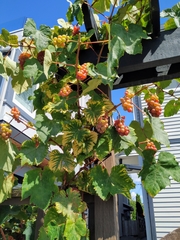 Vitis vinifera