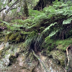 Haplopteris flexuosa