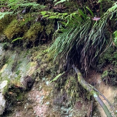 Haplopteris flexuosa