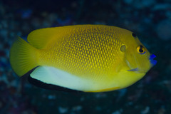 Apolemichthys trimaculatus
