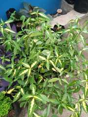 Dicliptera hyssopifolia