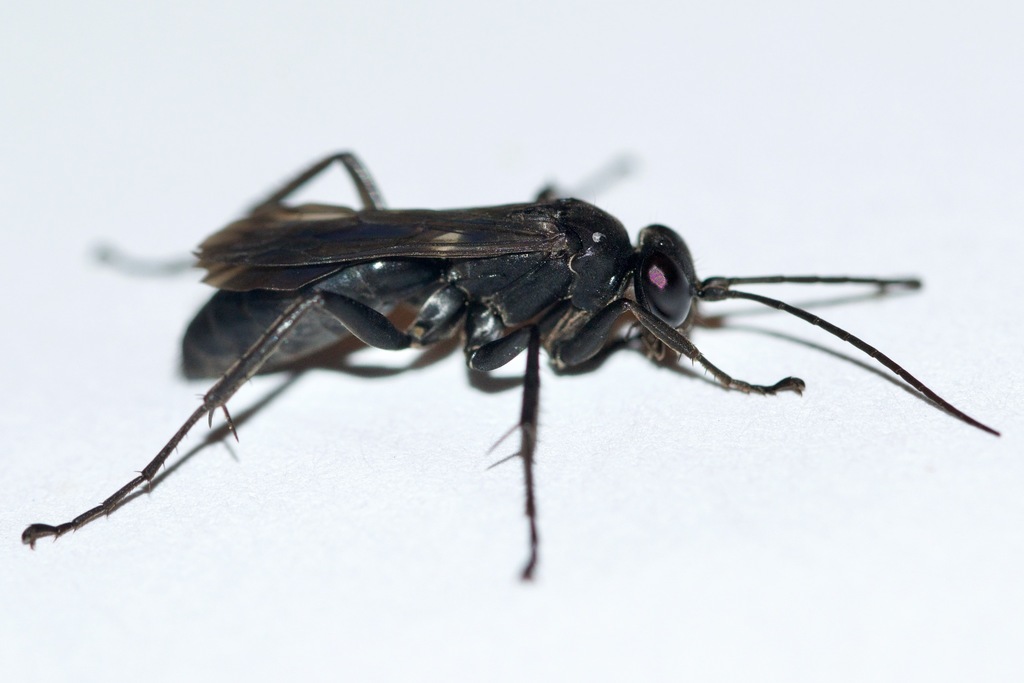 Anoplius virginiensis