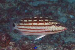 Lutjanus decussatus
