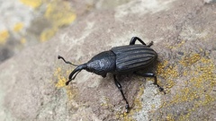 Rhodobaenus octocostatus