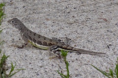 Callisaurus draconoides ventralis