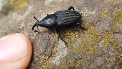 Rhodobaenus octocostatus