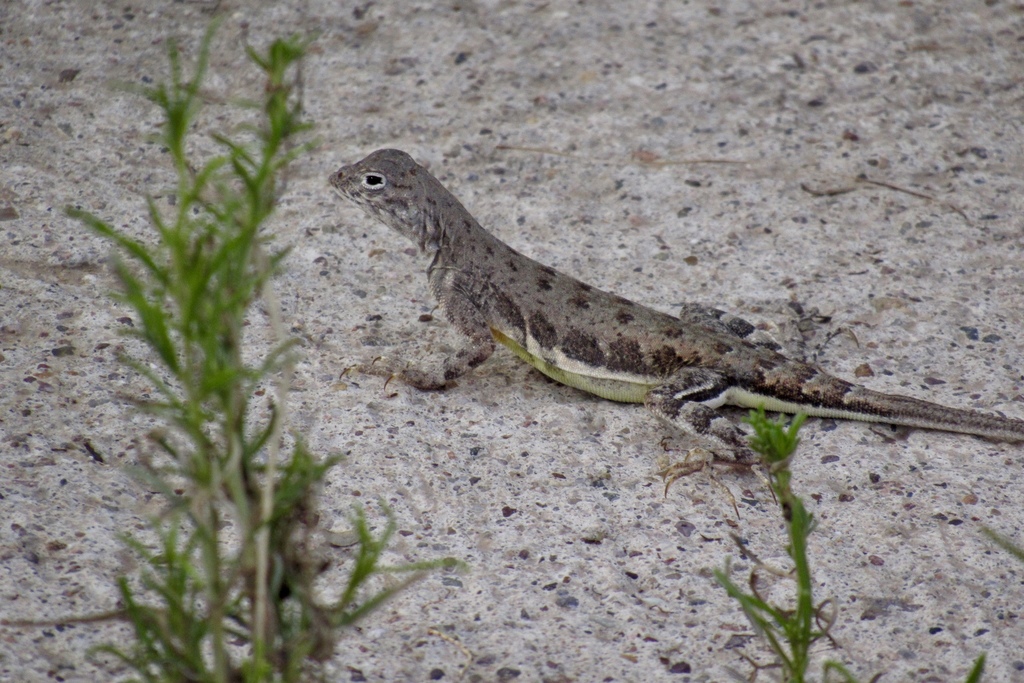 Arizona Gridiron-tailed Lizard