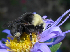 Bombus vosnesenskii