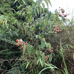 Rubus kawakamii