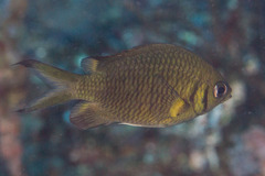 Chromis weberi