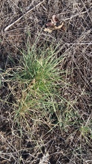 Panicum hallii