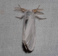 Euproctis melanosoma