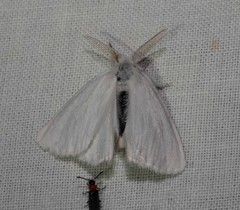 Euproctis melanosoma