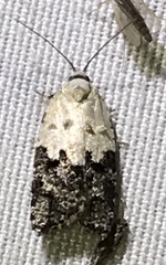 Acleris variana
