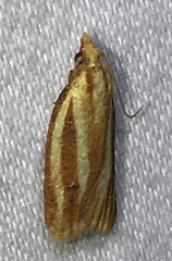 Sparganothis tristriata