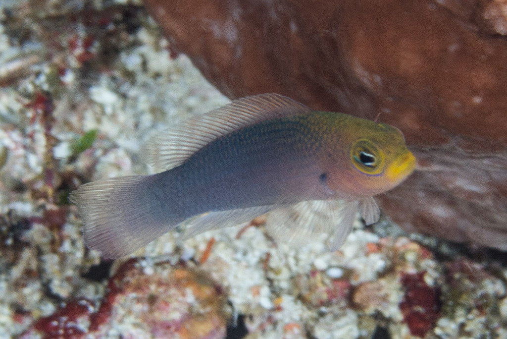 Goldhead Dottyback