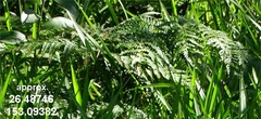 Pteridium esculentum