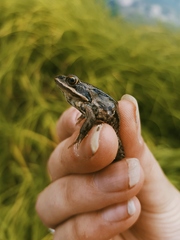 Rana amurensis