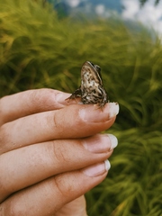 Rana amurensis