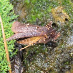 Austramathes purpurea