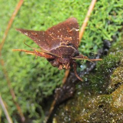 Austramathes purpurea