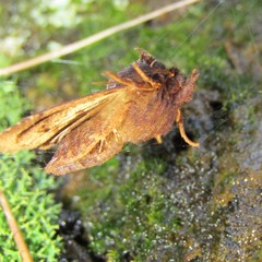 Austramathes purpurea