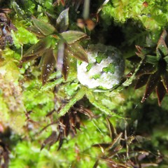 Cryptaranea atrihastula