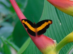 Catonephele mexicana