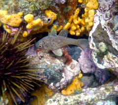 Vincentia conspersa