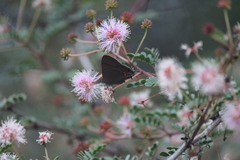 Electrostrymon guzanta