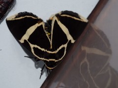 Fodina ostorius