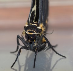 Fodina ostorius