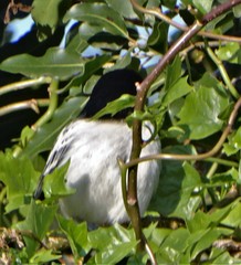 Dryoscopus cubla cubla