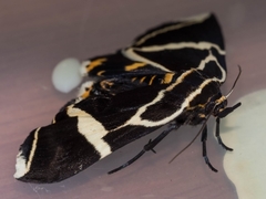 Fodina ostorius