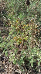 Helenium microcephalum
