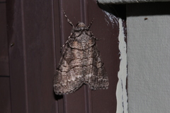 Smyriodes aplectaria