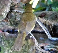 Chlorocichla flaviventris flaviventris