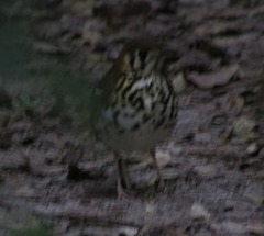 Geokichla guttata