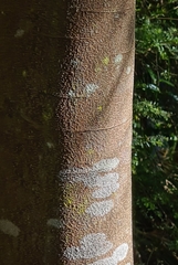 Buckinghamia celsissima