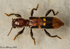 Priocera castanea