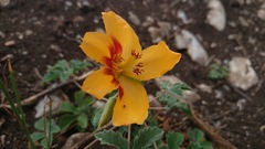 Cochlospermum wrightii