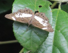 Neptidopsis fulgurata platyptera