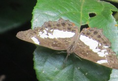 Neptidopsis fulgurata platyptera