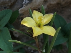 Magnoliopsida